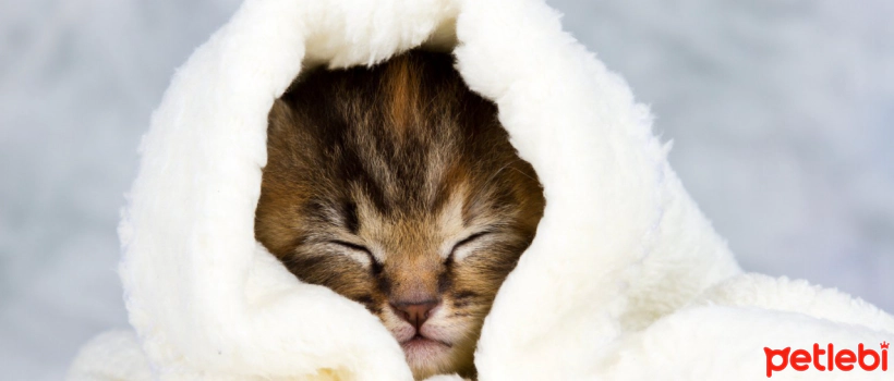 How Do We Know If Cats Are Cold?