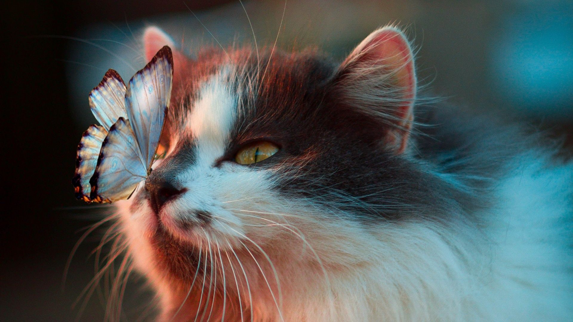Cat with a butterfly on its nose