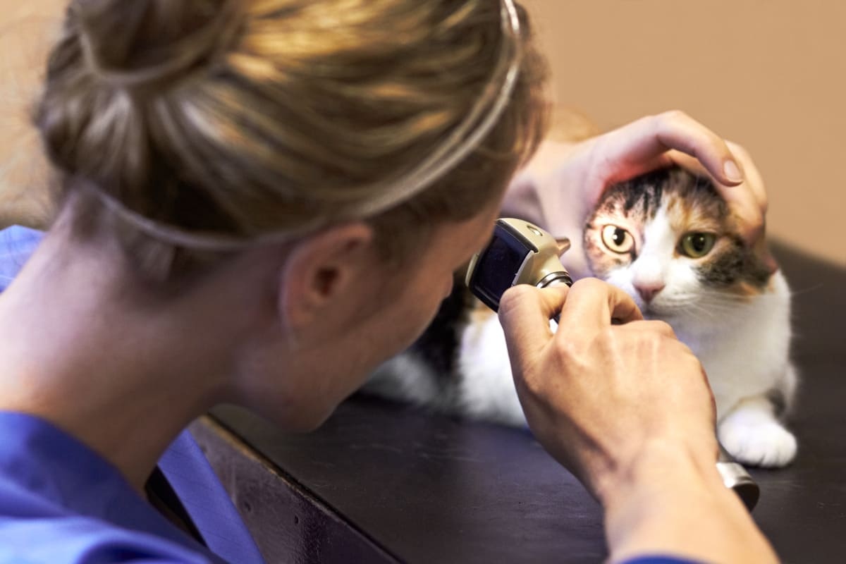 Cat undergoing eye examination