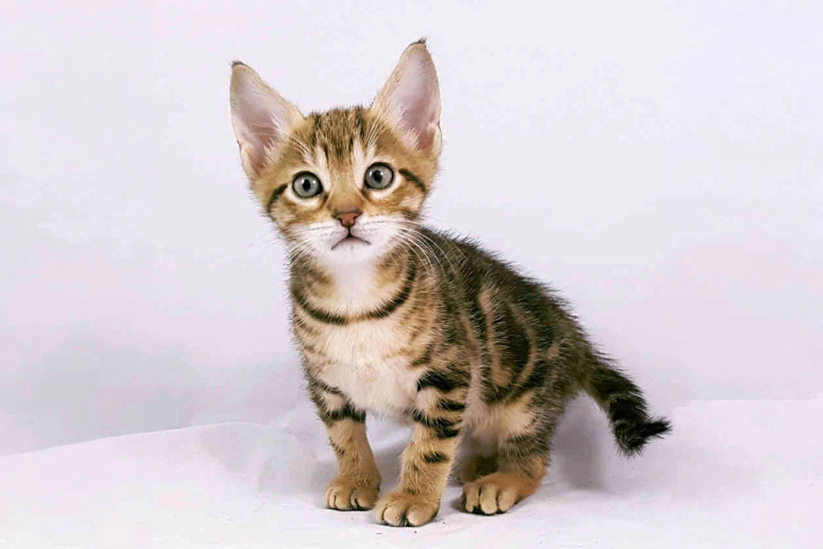 Kitten looking into the frame