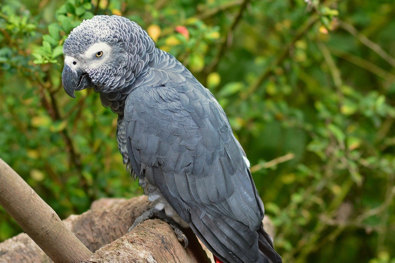 Gray parrot perched on a tree