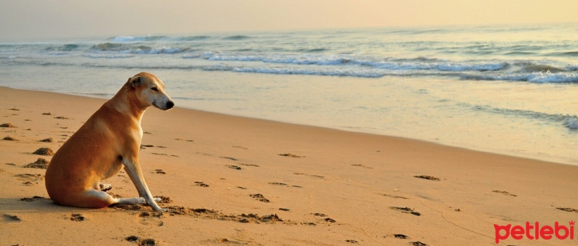 Is Sunbathing Beneficial for Dogs?