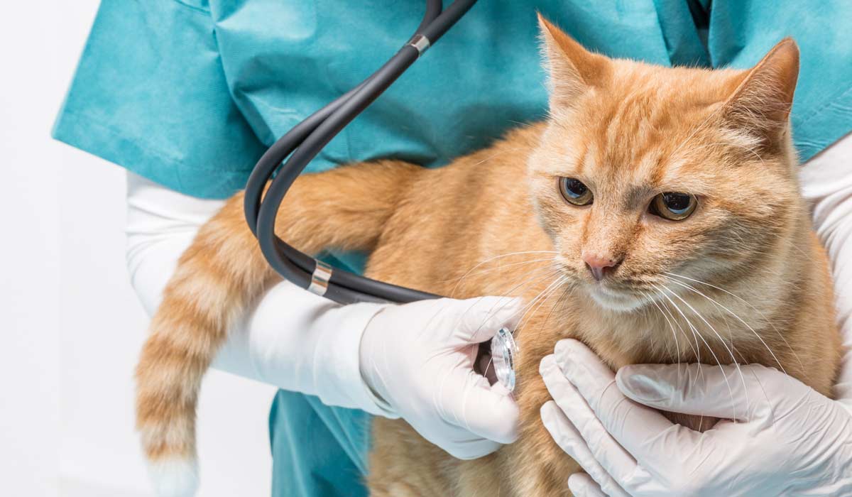 A cat being listened to with a stethoscope