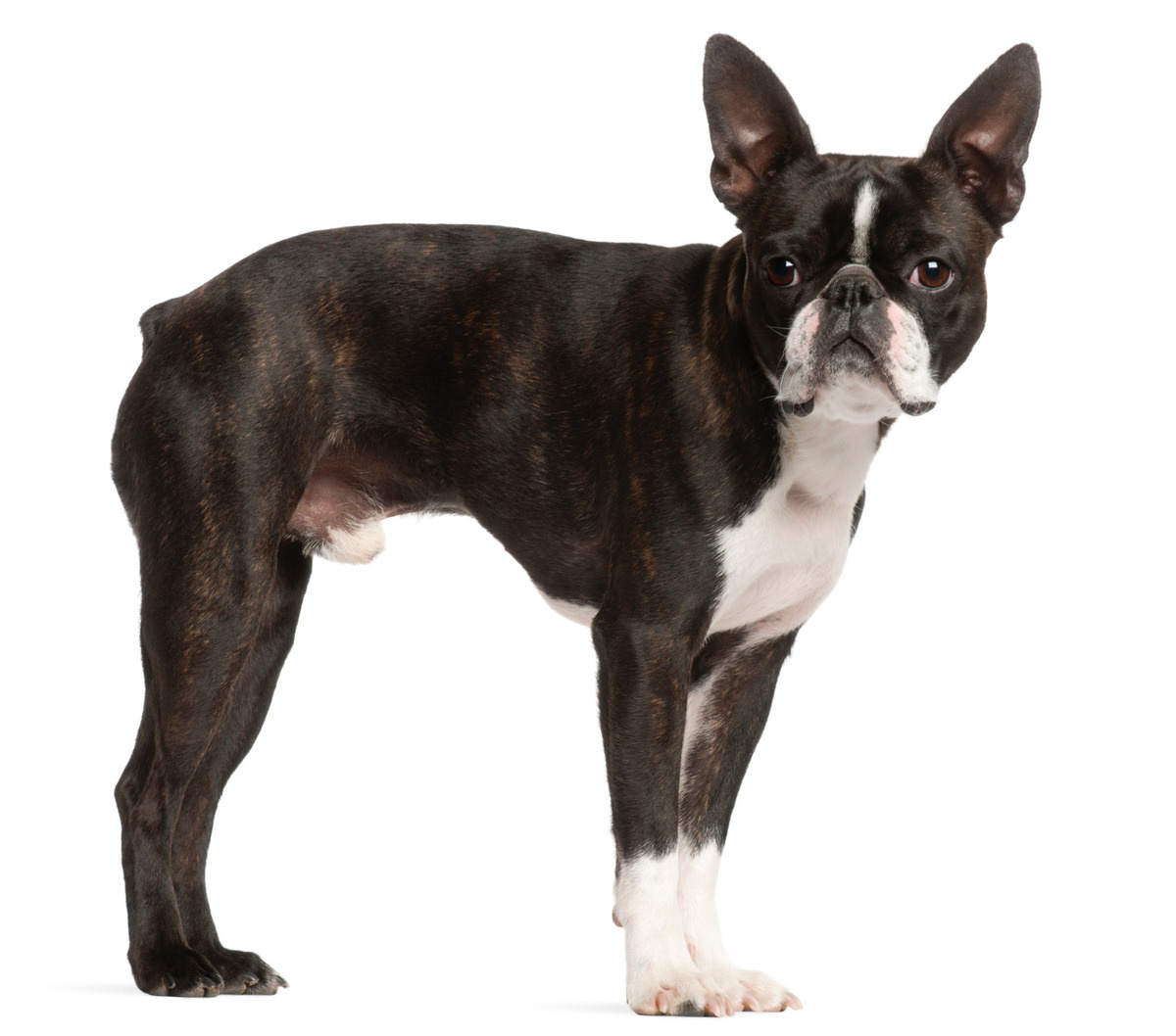 Standing Boston Terrier in front of a white background