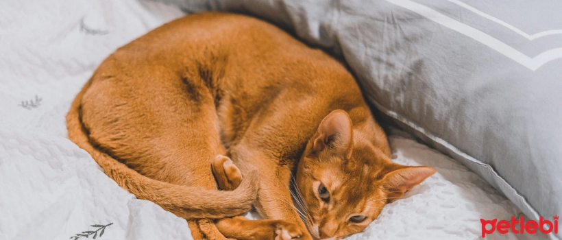 Things to Know About Vestibular Syndrome in Cats