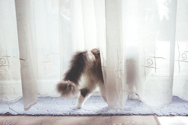 A cat that goes behind the curtain