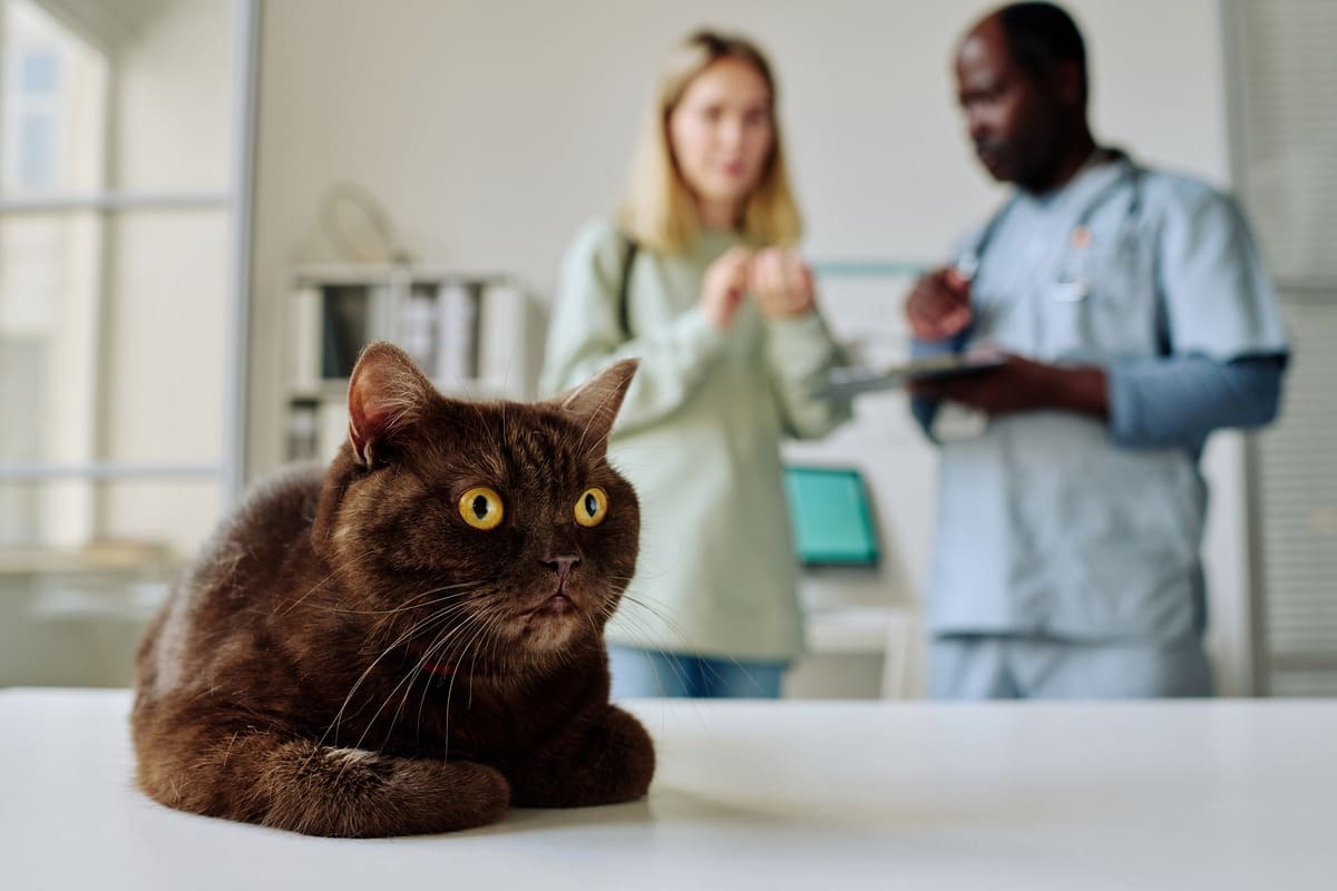 A cat waiting at a veterinary clinic