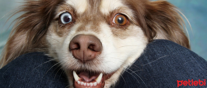 Why Does Eye Pressure Rise in Dogs?