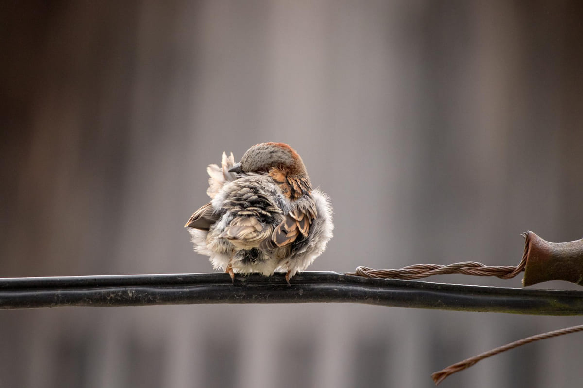 Bird sleeping on a branch