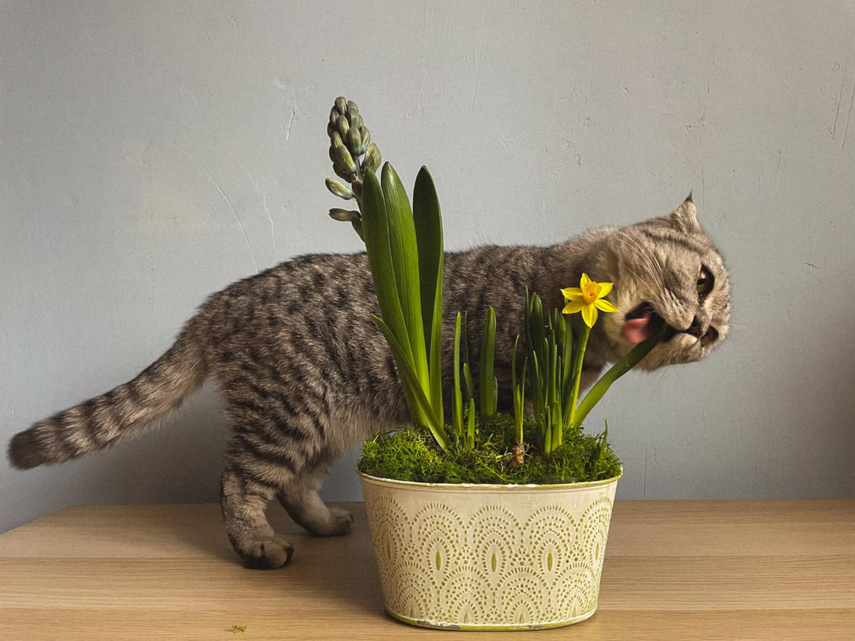 Cat eating a plant in a flowerpot