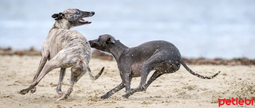 Fastest Running Dogs