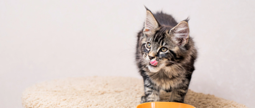 How Often and How Much Wet Food Should Cats Eat?