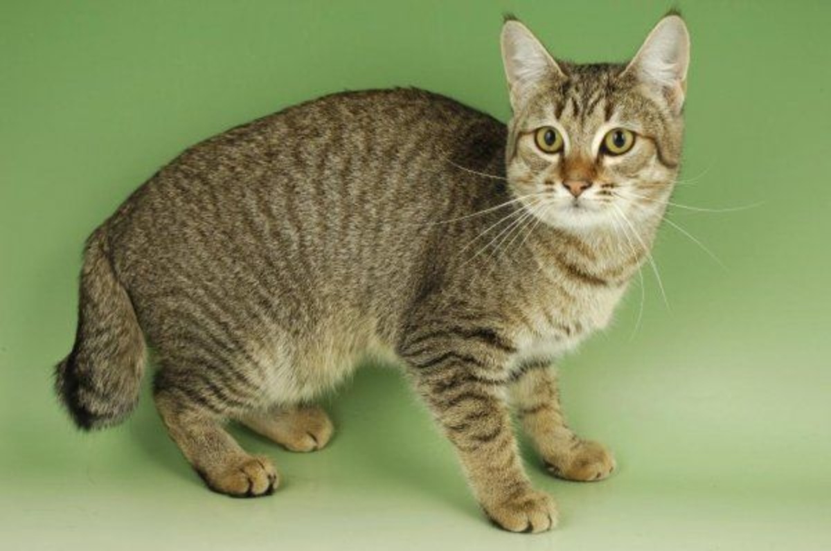 Pixie Bob cat standing and looking at the camera