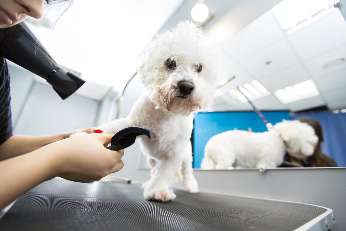 Pet groomer shaving without health precautions