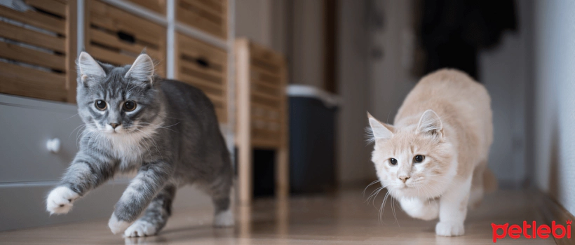 Causes of Sudden and Crazy Behavior in Cats
