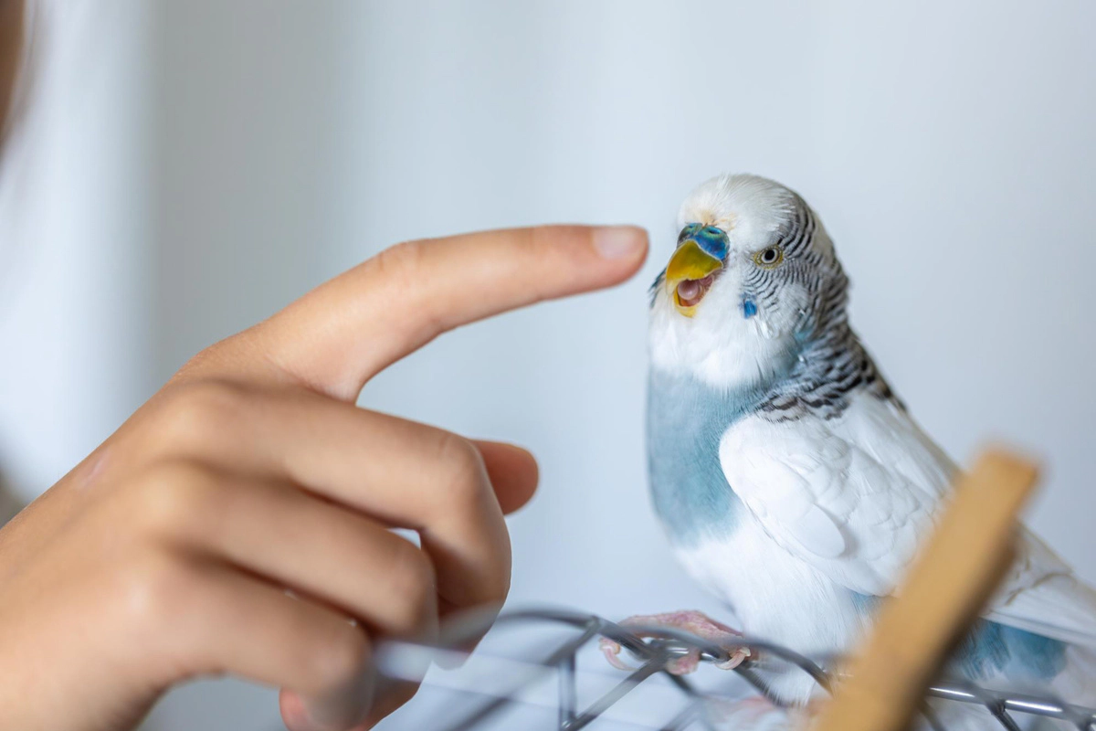 Finger extended towards a bird's beak