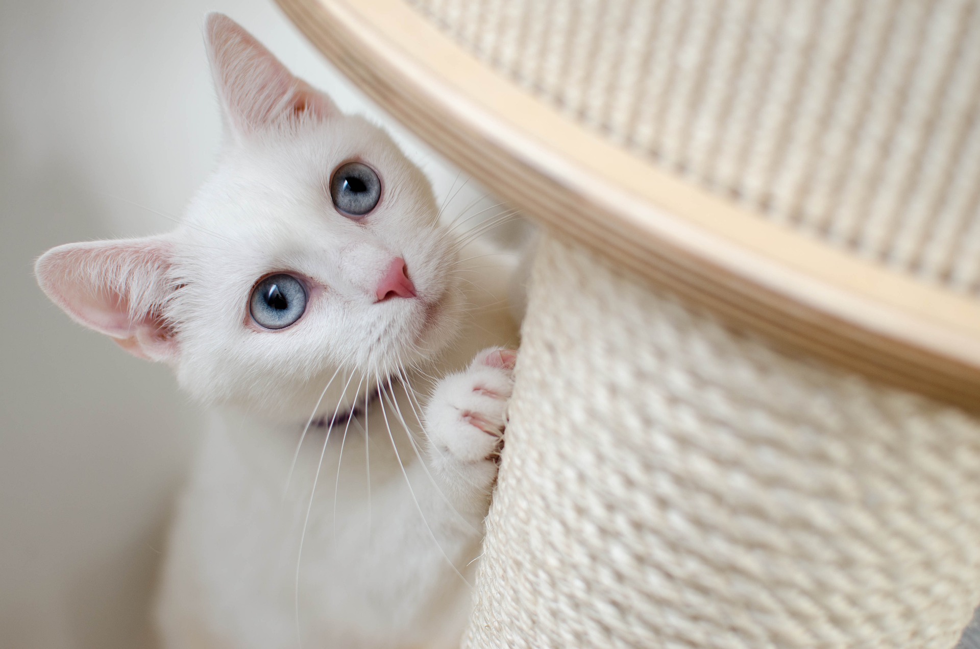 Reasons for behavioral changes in cats
