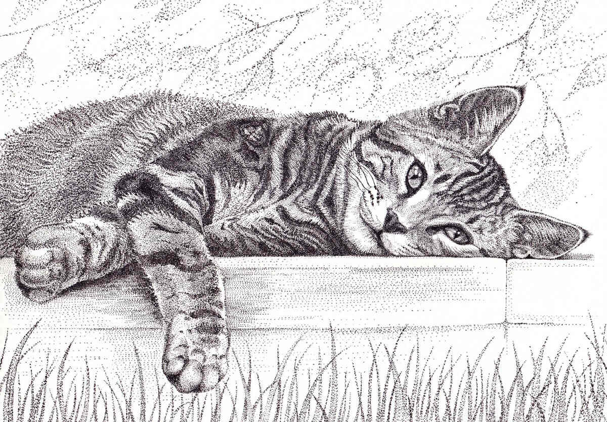 Cat drawing
