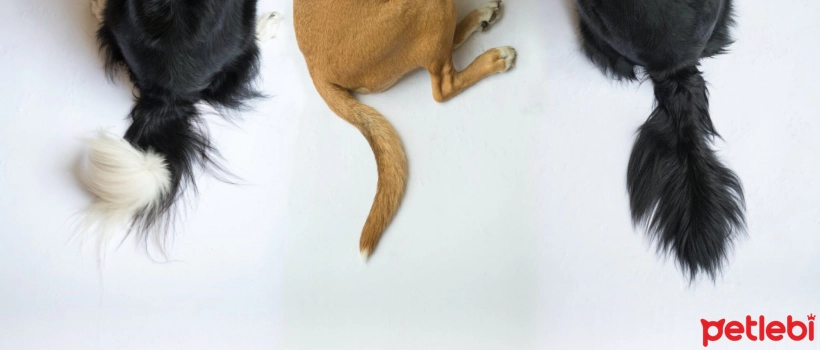 What is the Purpose of Dogs' Tails?
