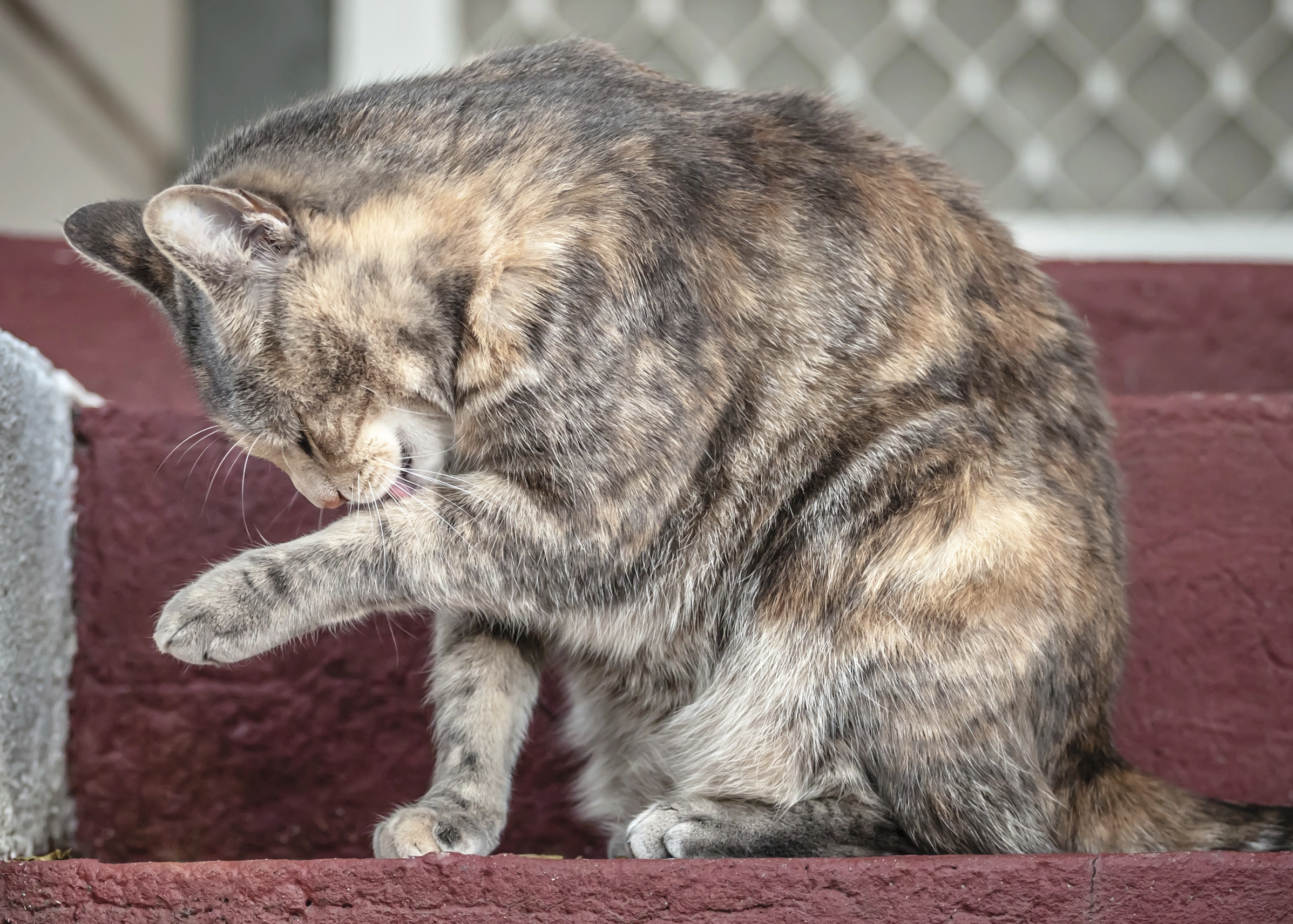 kendini temizleyen kedi