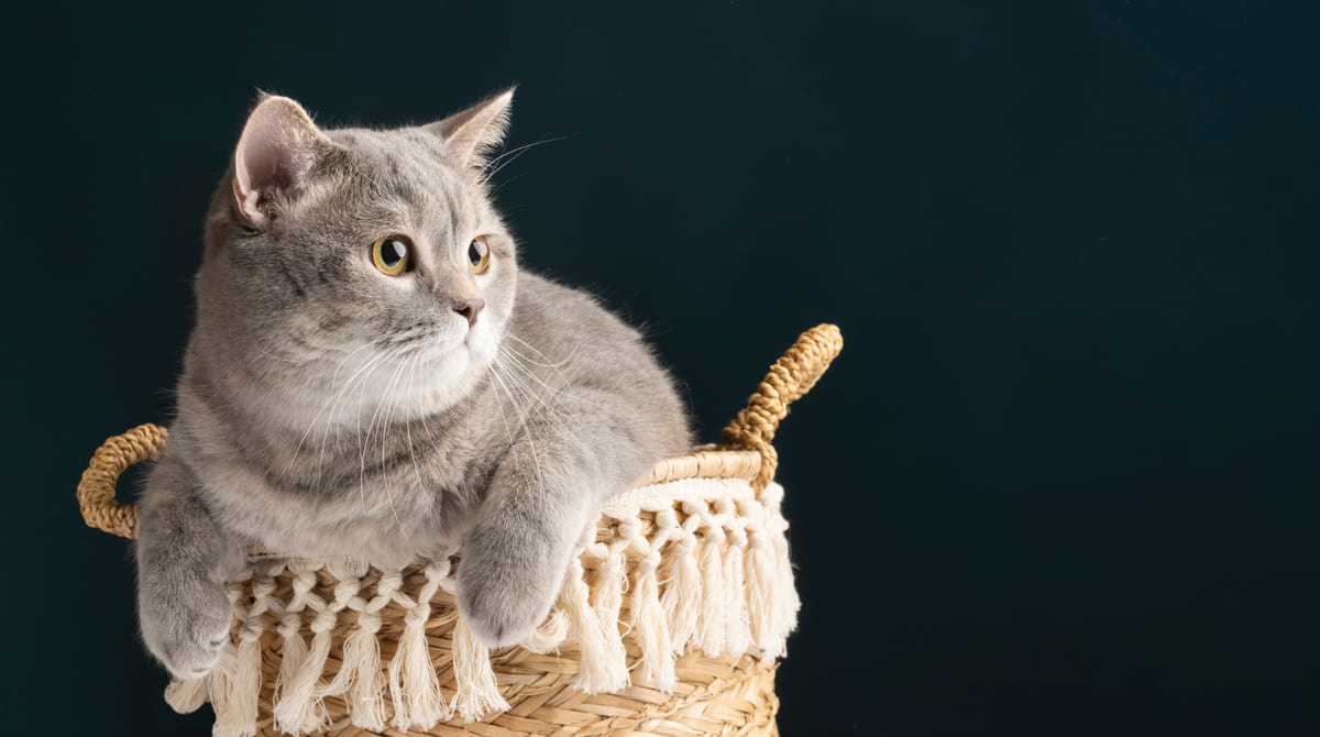 Cat sitting in a basket