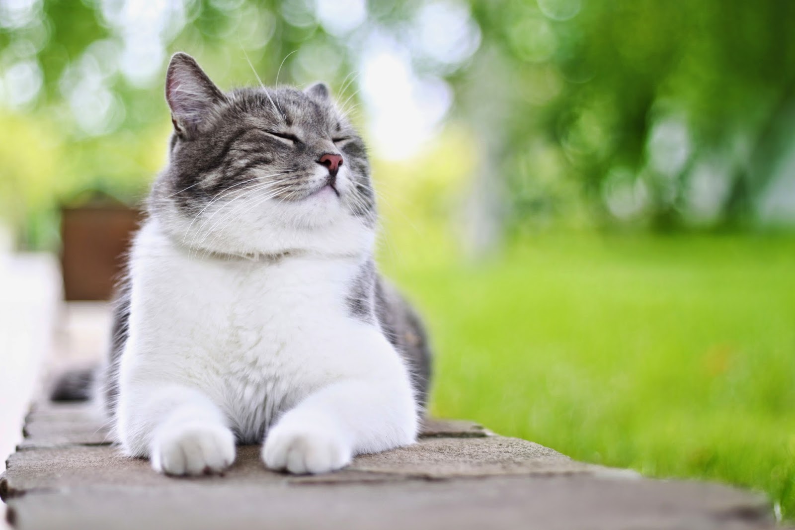 Overweight white-gray furred cat sitting on the wall