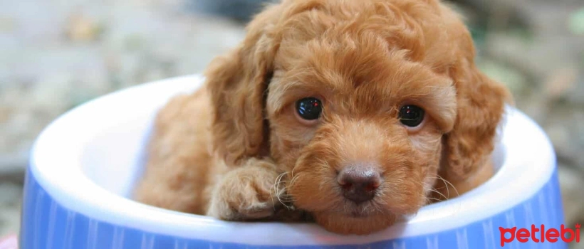 Tips for Choosing the Right Food for Your Toy Poodle