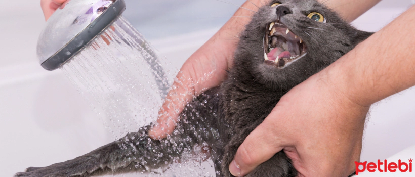 Should Cats Be Bathed? How to Bathe Cats? The Most Practical Bathing Tips