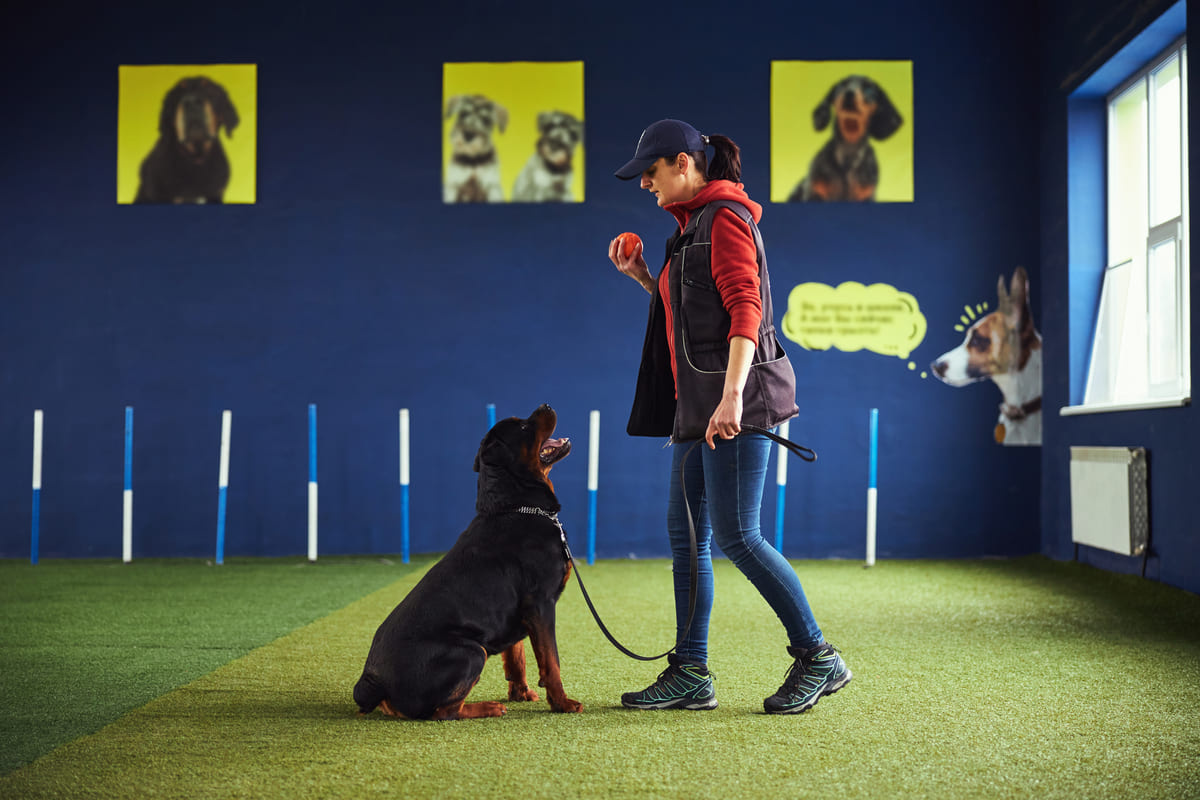 Rottweiler dog receiving basic training
