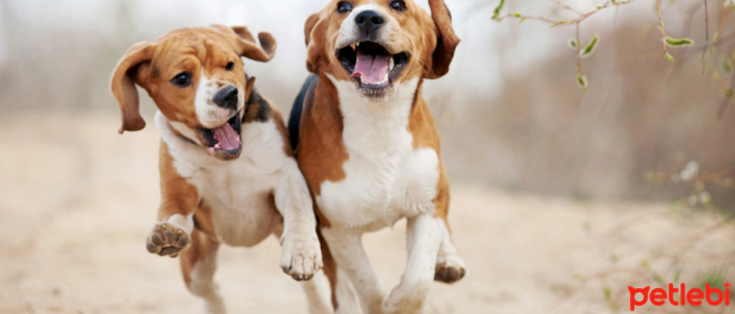 The Surprising Effects of Salmon Oil on Dogs