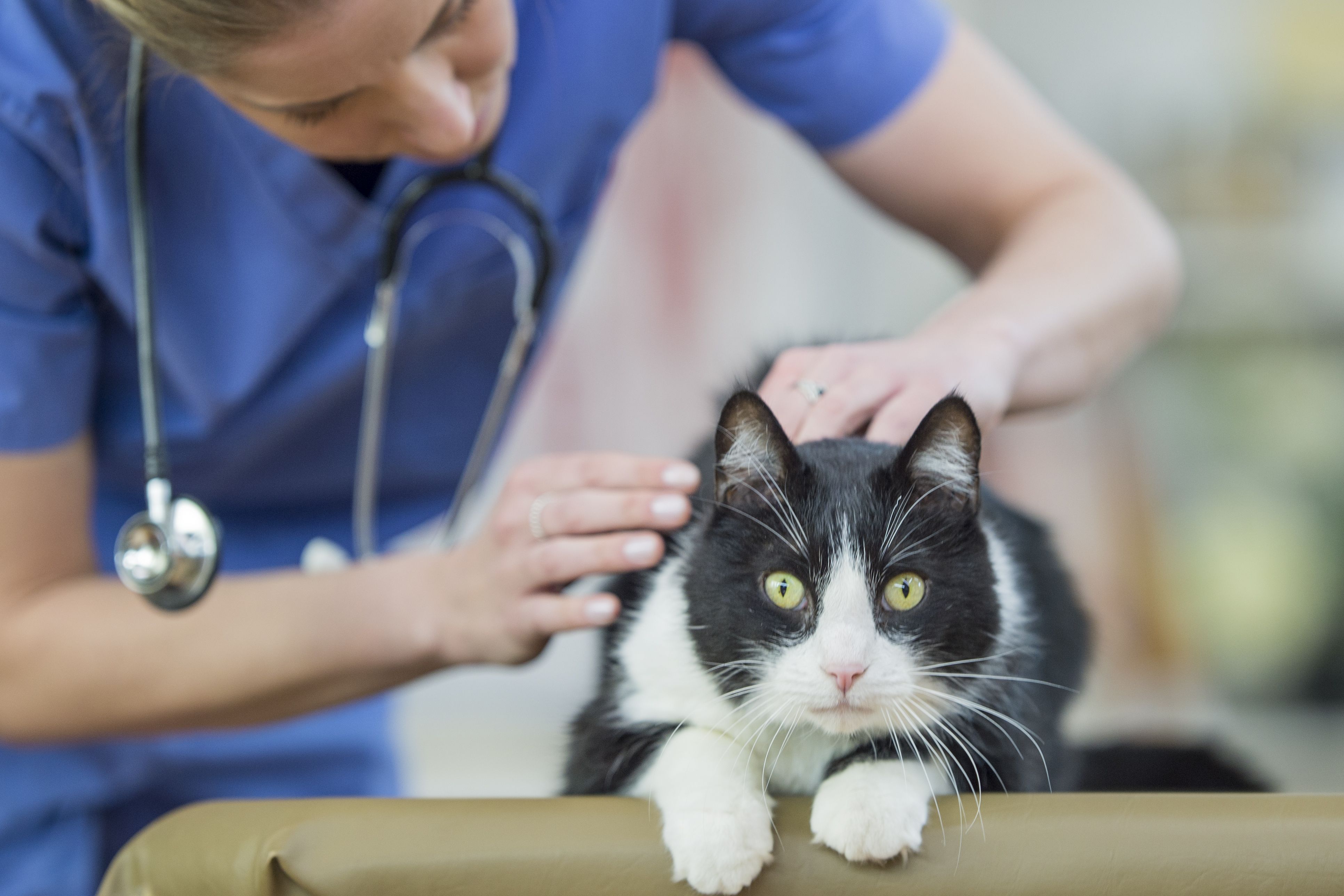 Black and white cat under veterinary supervision