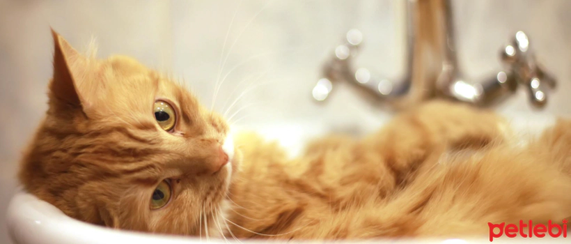 Why Do Cats Poop in the Sink? How Can This Behavior Be Prevented?