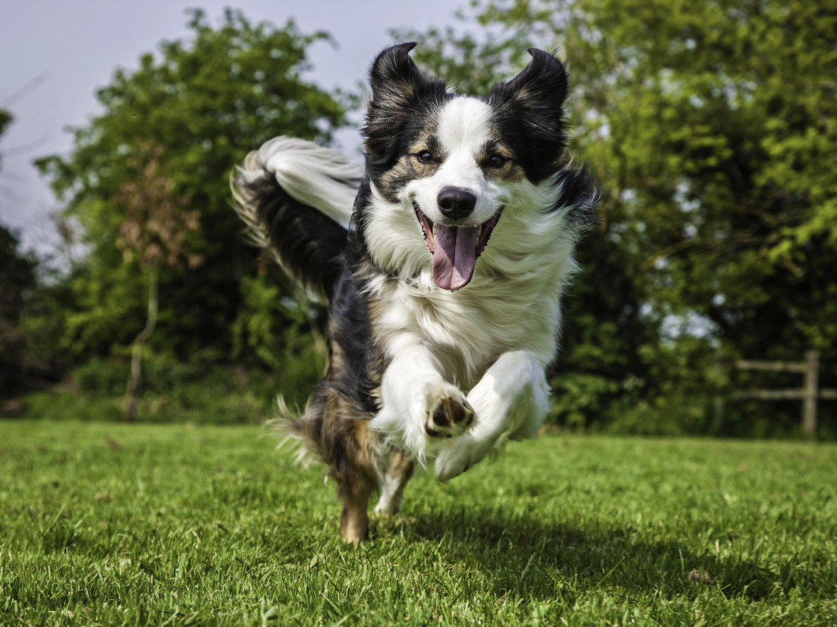 Black and white furry dog running in the grass