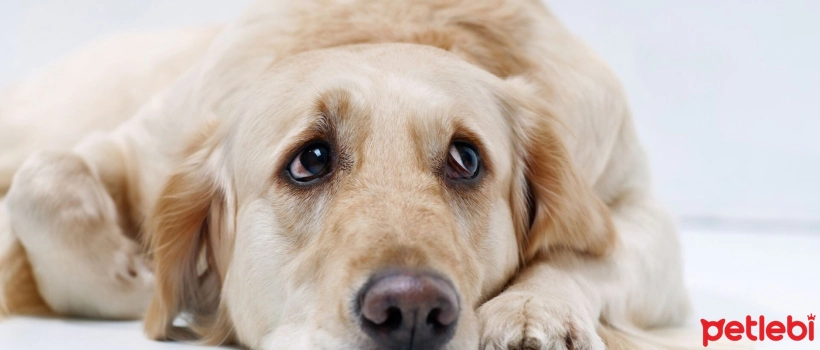 Lower Urinary Tract Problems and Infections in Dogs