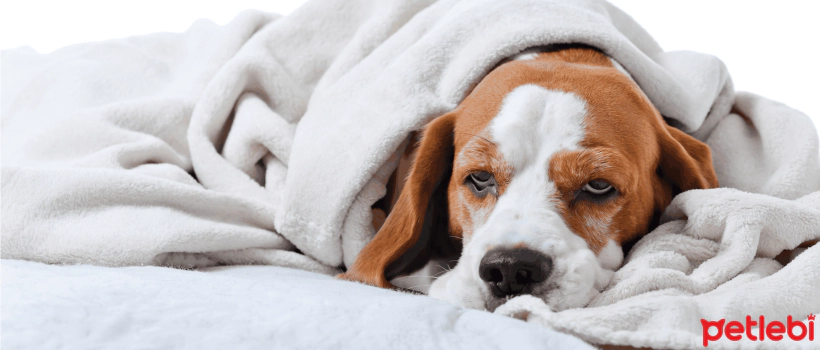 Acid Reflux in Dogs