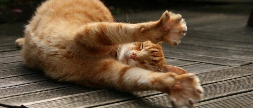 Humpbacked Posture in Cats