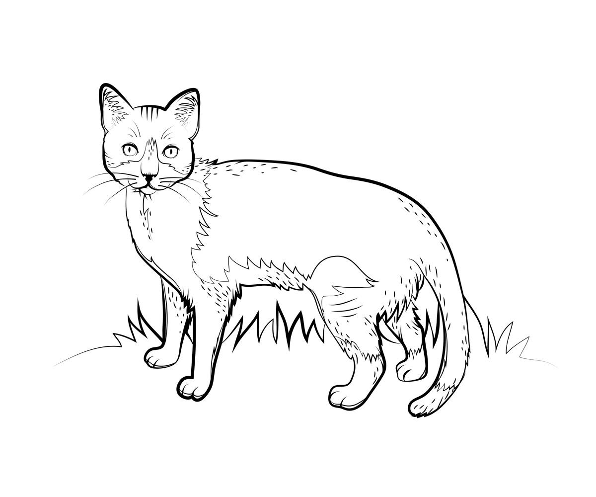 Black and white cat drawing