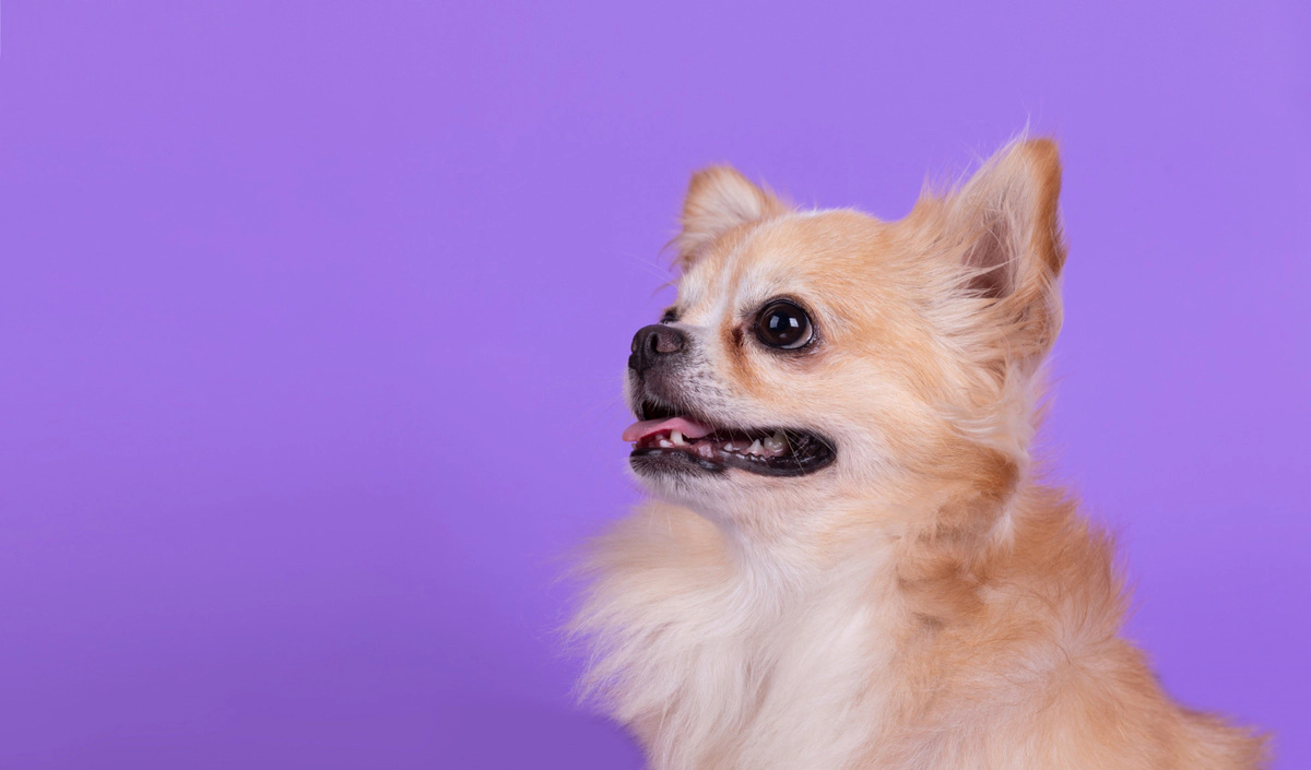 Long-haired chihuahua