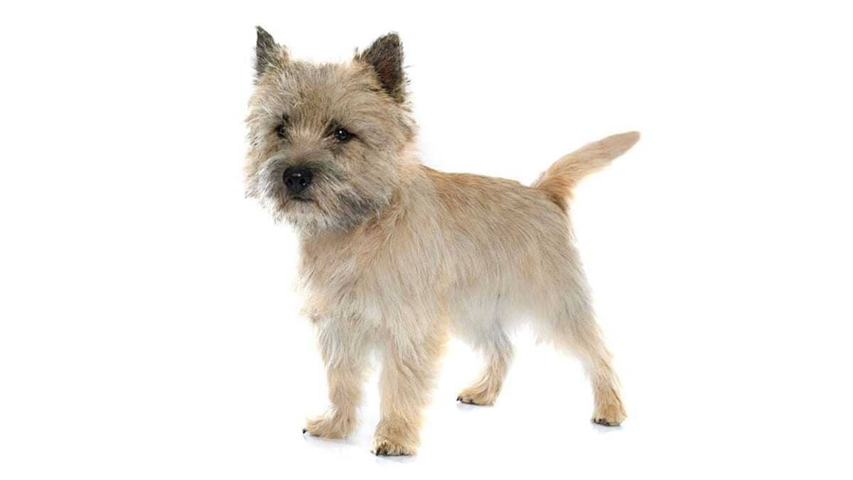 Cairn Terrier