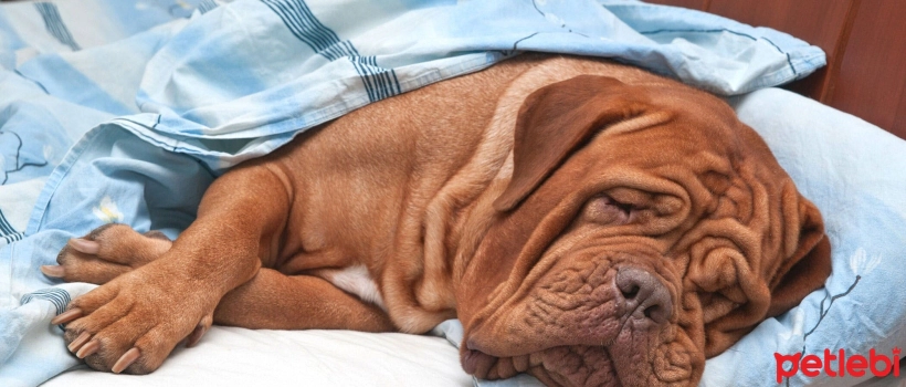 Gas Pain in Dogs