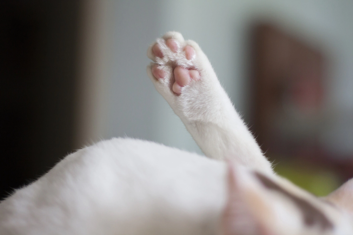 A white-furred cat's paw