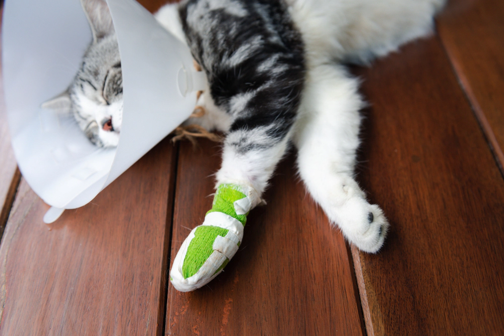 Cat with paw in cast