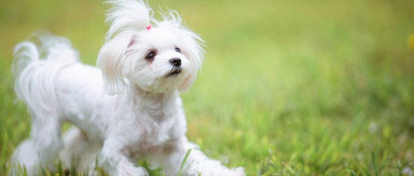 Maltese Terrier Dog Characteristics, Care and Feeding