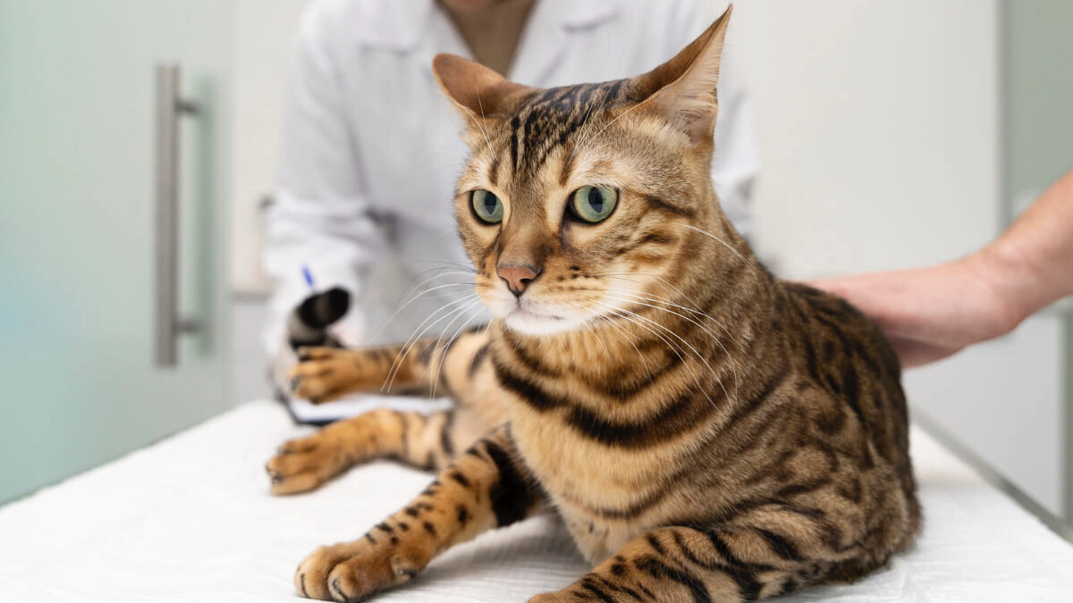 How Do I Know If My Cat Is Sick? 10 Important Signs