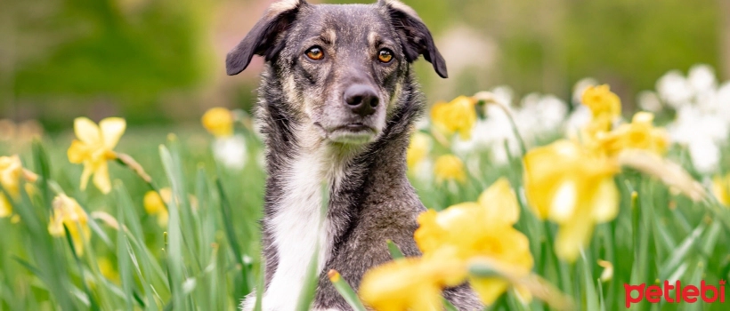 Poisonous Plants for Cats and Dogs