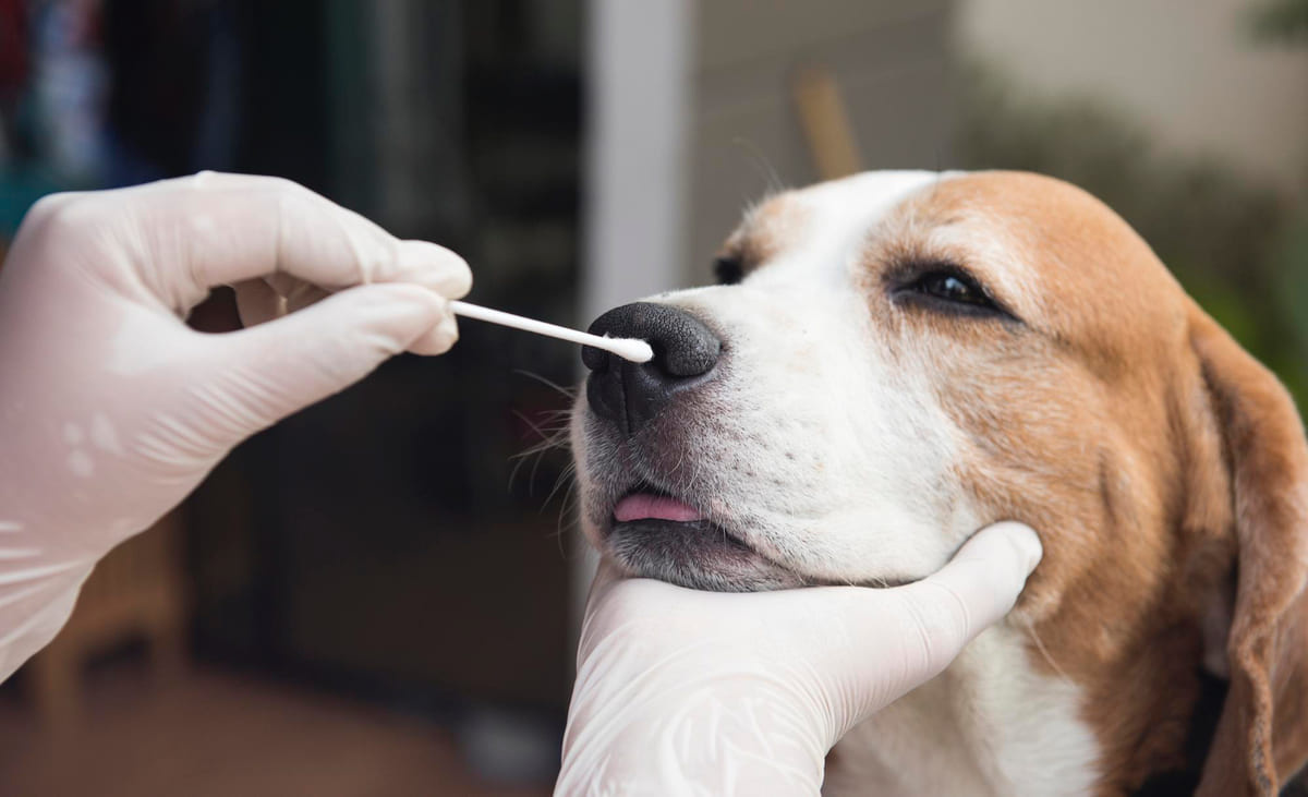Dog with nasal sample taken