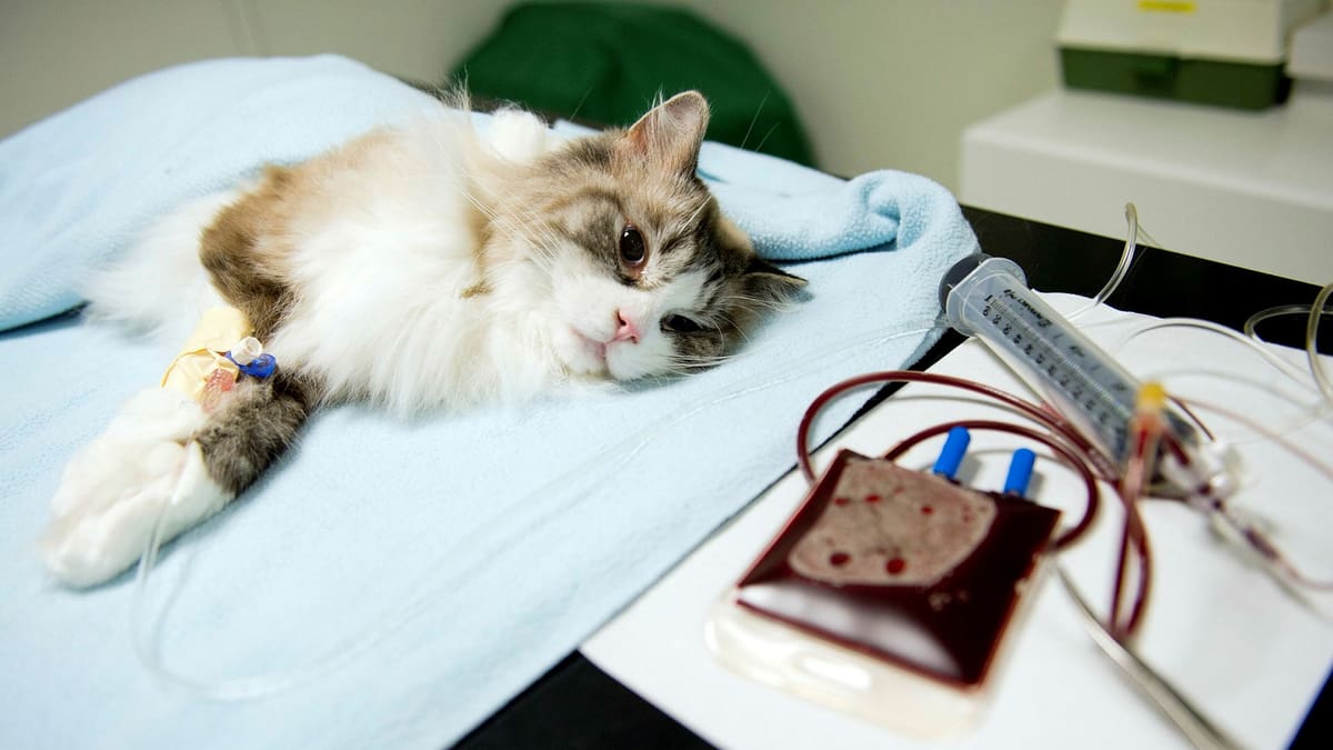 cat with blood transfusion