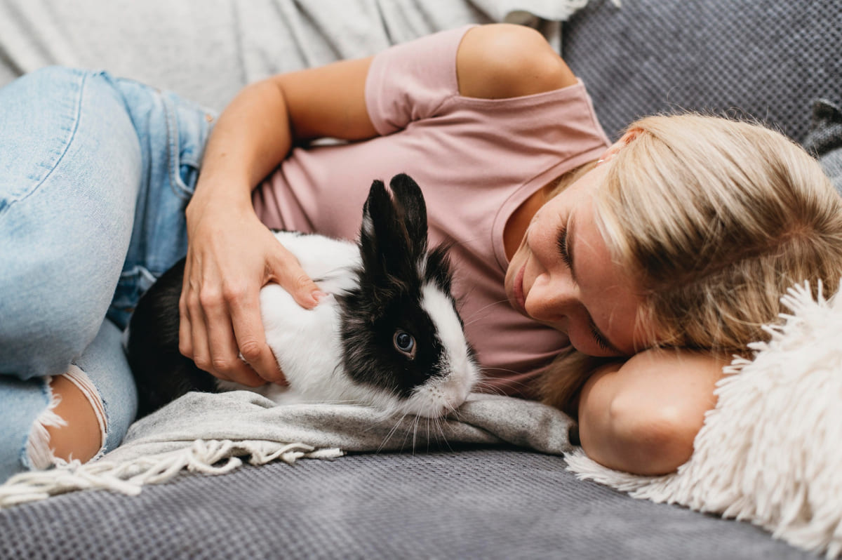 rabbit sitting on its owner's lap Rabbit