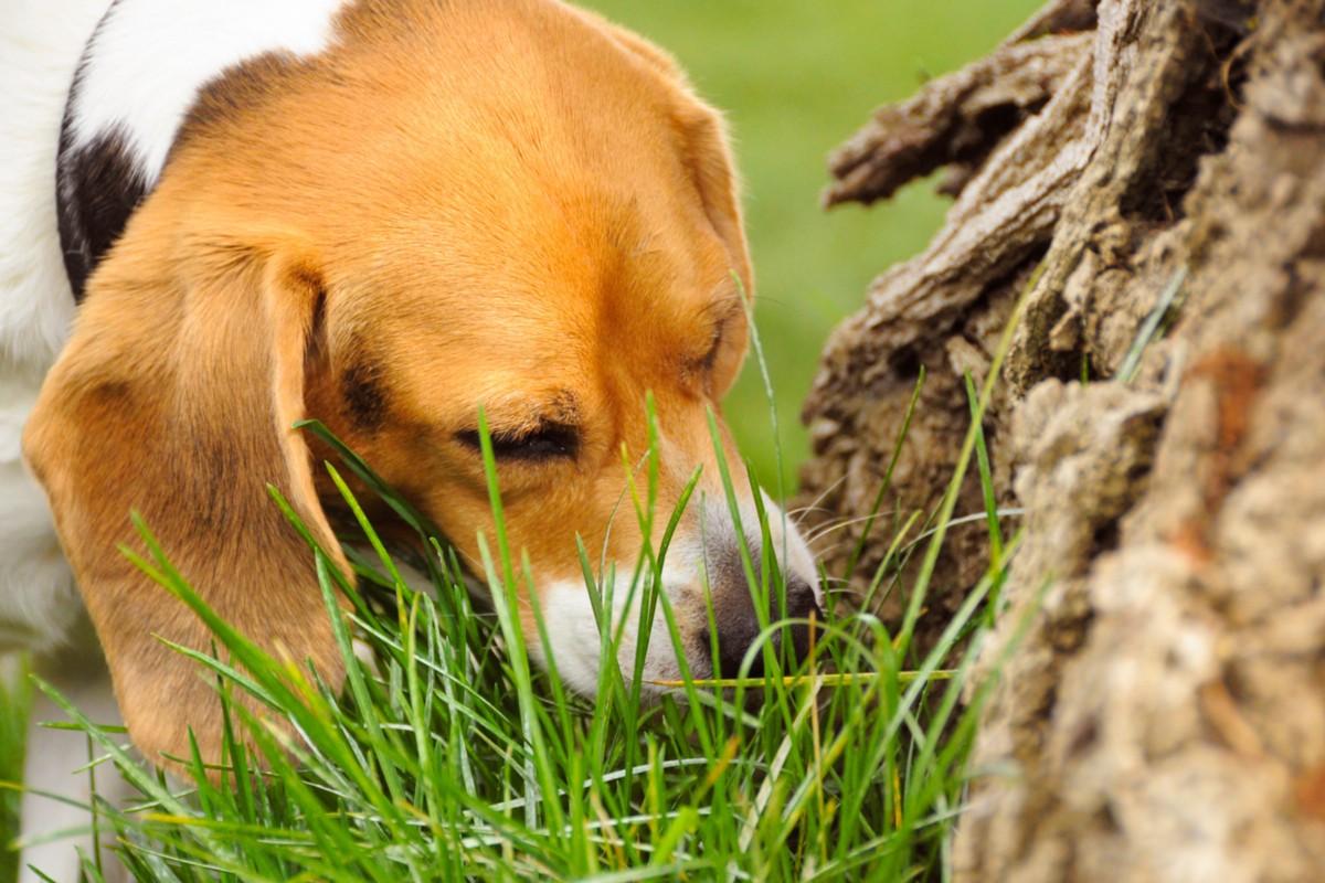 A puppy eating grass by a tree