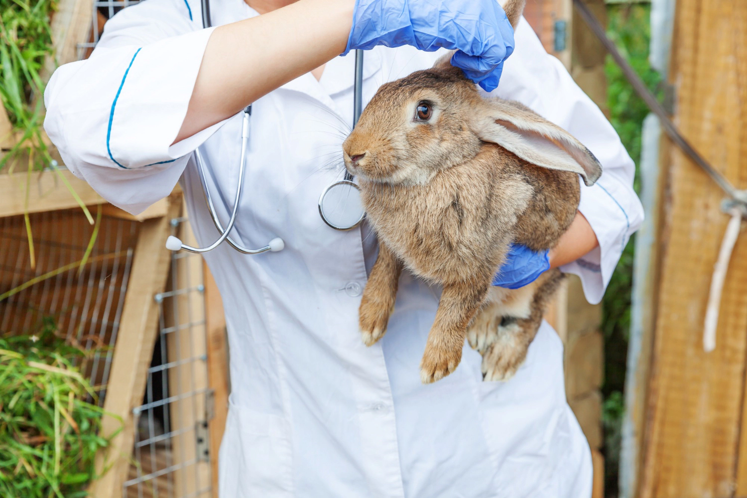 Rabbit checked by a veterinarian
